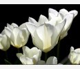 white tulips by ML